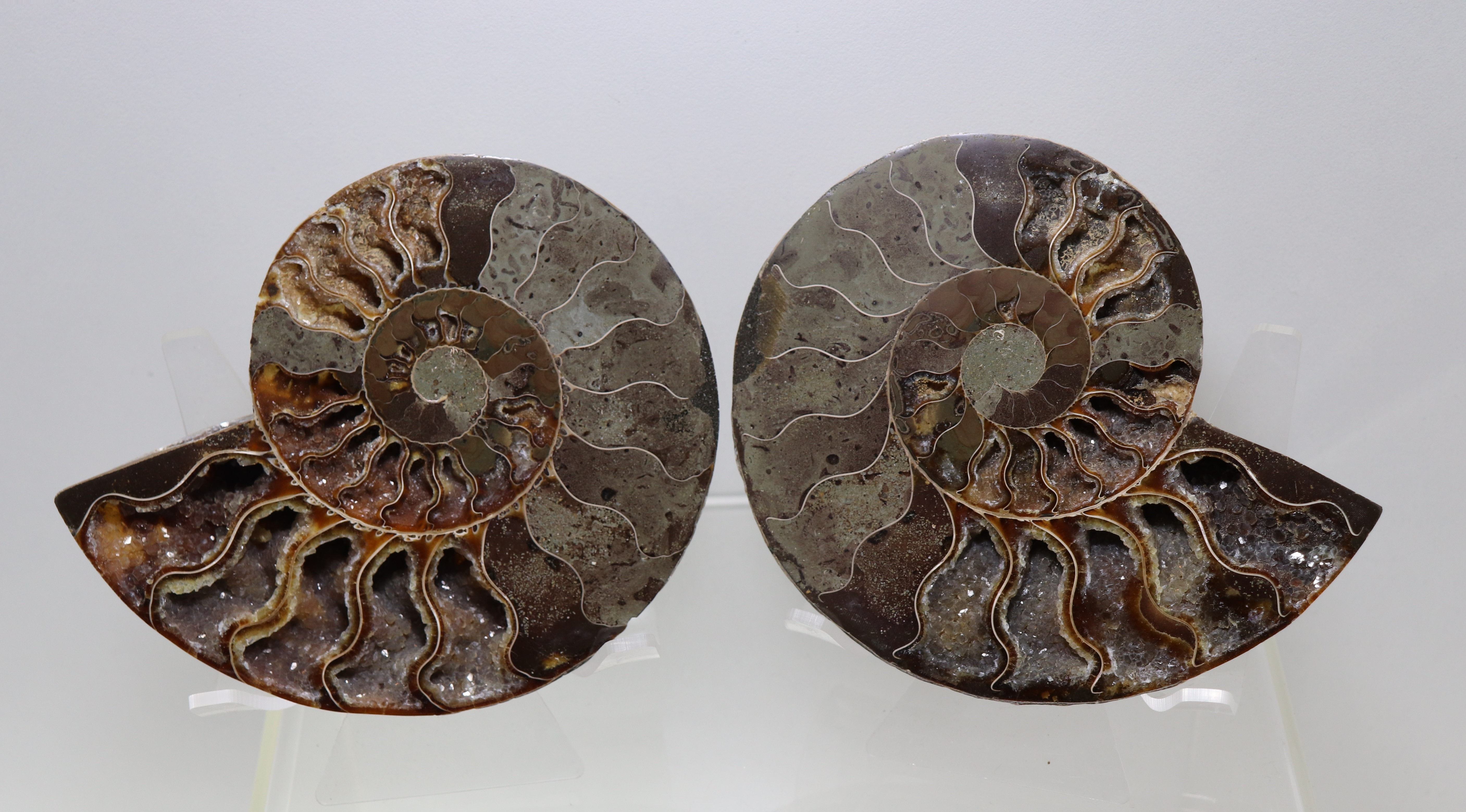 ff14 ammonite